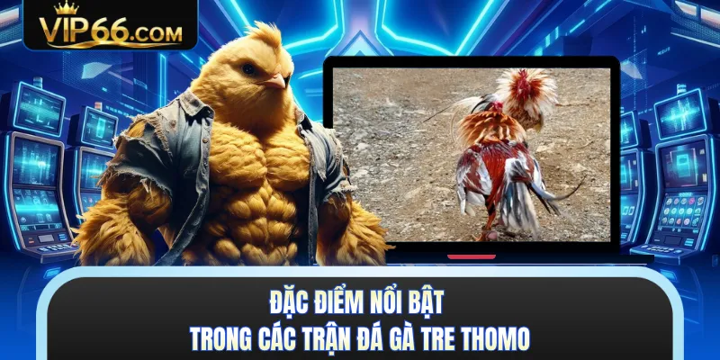Đặc điểm nổi bật trong các trận đá gà tre Thomo 