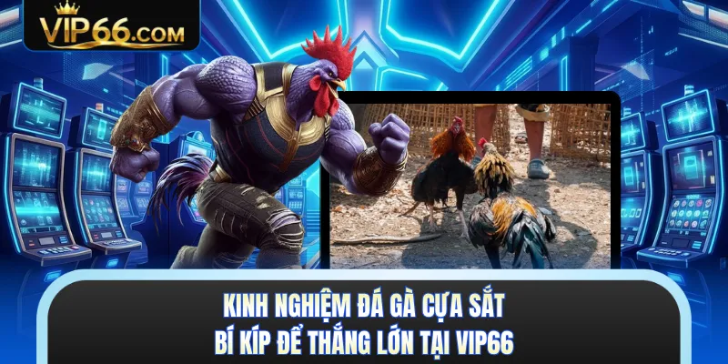 Kinh Nghiệm Đá Gà Cựa Sắt - Bí Kíp Để Thắng Lớn Tại VIP66