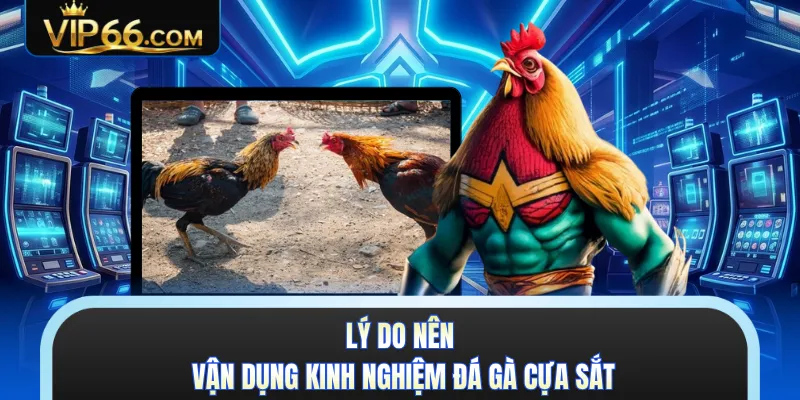Lý do nên vận dụng kinh nghiệm đá gà cựa sắt