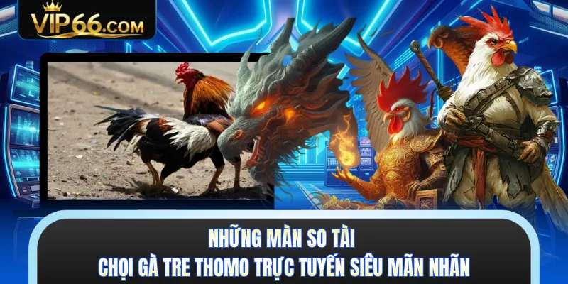 Những màn so tài chọi gà tre Thomo trực tuyến siêu mãn nhãn