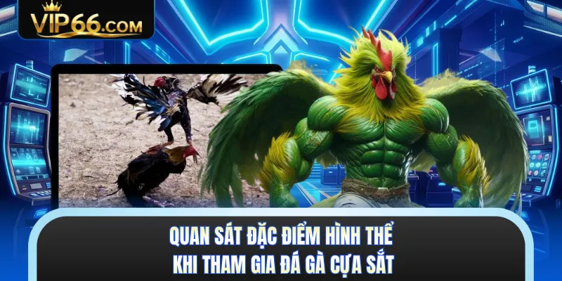 Quan sát đặc điểm hình thể khi tham gia đá gà cựa sắt